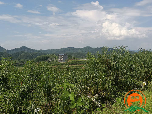 黔陽(yáng)瞐黔陽(yáng)黃桃產(chǎn)業(yè)園11
